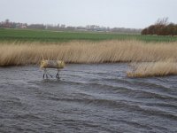 Domburg 28