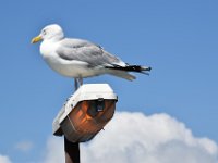 Vlissingen 2017 48