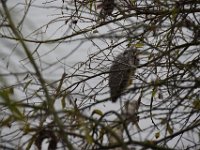 Hollandse Biesbosch 17