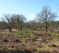 Wekeromse Zand 20