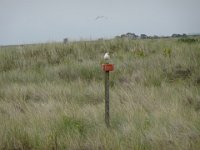 Ameland-Nes 48