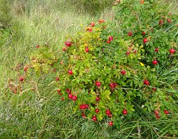 Vlieland Posthuys 20